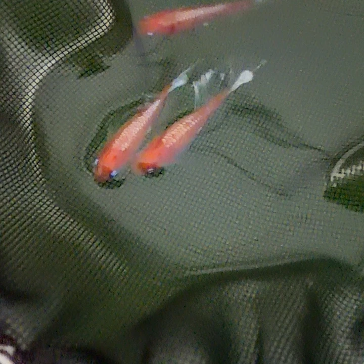 青鳉鱼编号 50 木红赤壁真长鳍一对送 1 条