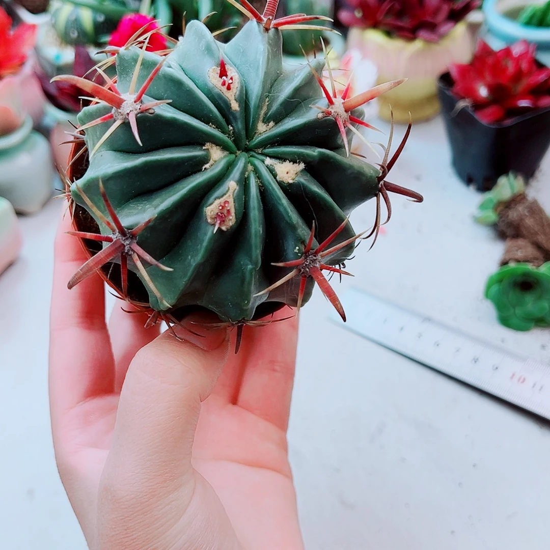 日出宽刺多肉植物仙人球