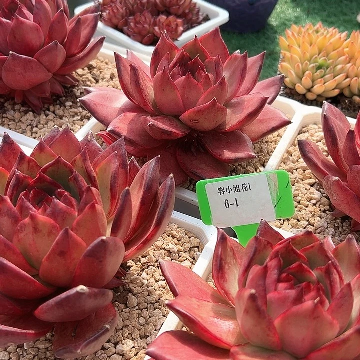 6.1罗刹东云一个脱土