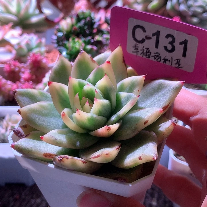 幸福玛利亚覆轮锦有根