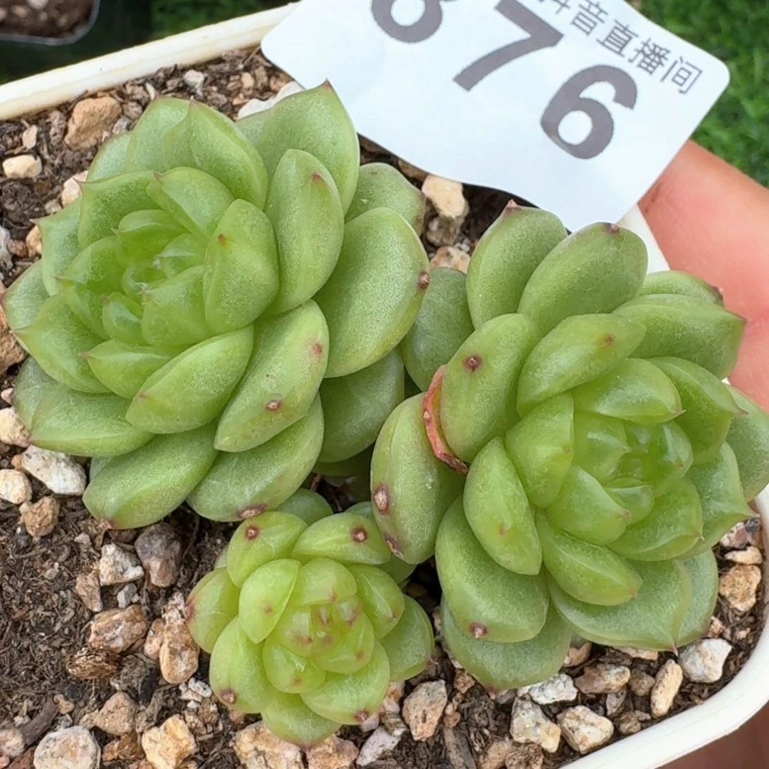 灯泡珍妮群生         多肉植物