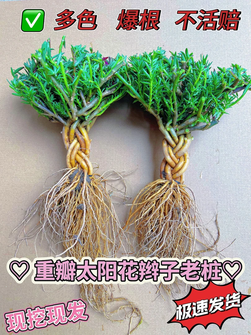 【新品太阳花辫子桩】重瓣宿根品种多年生单色混色混合辫子桩