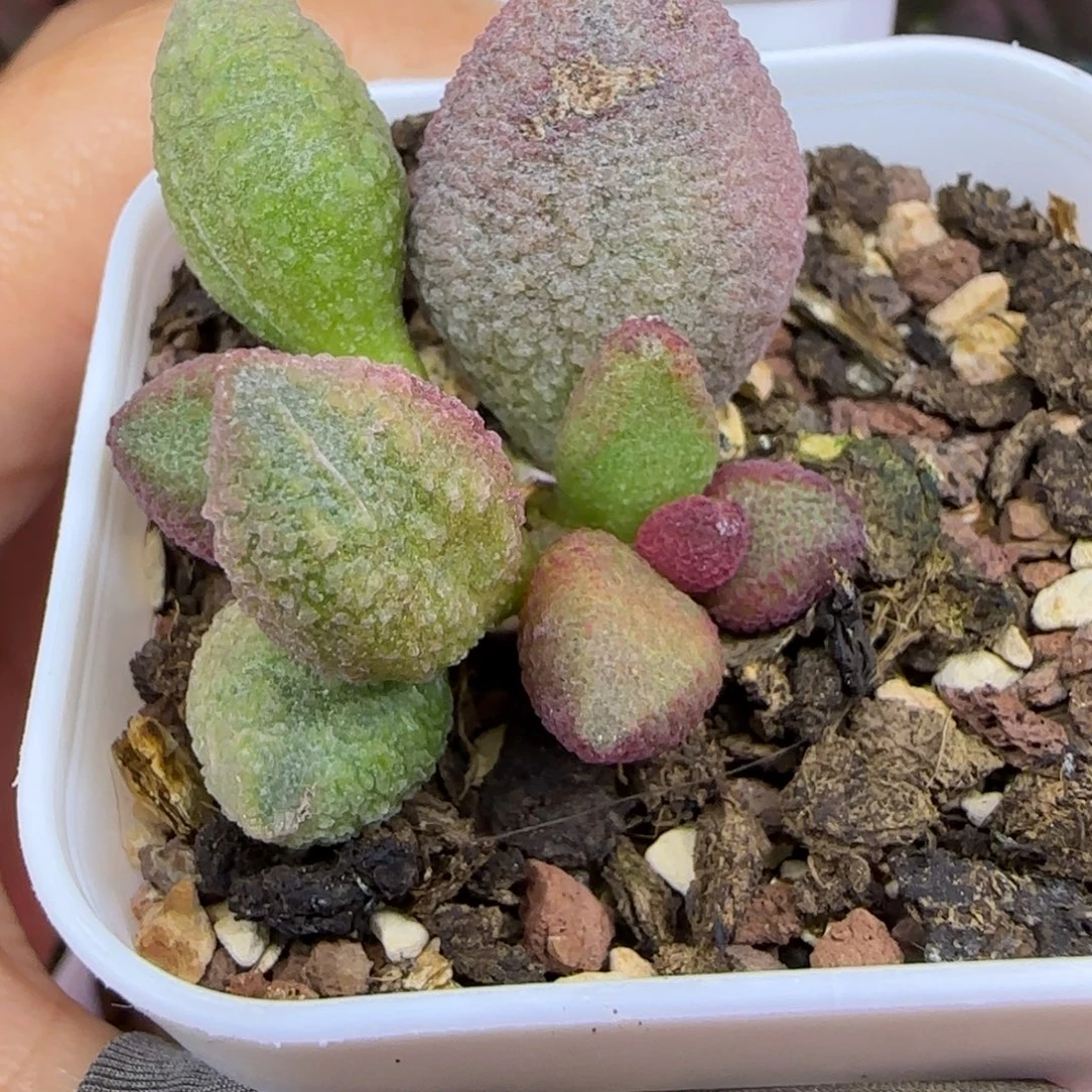 实生叶插，五方盆发