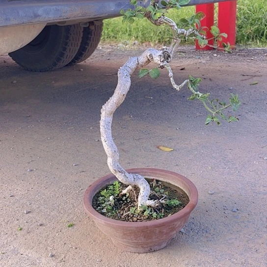 无花朵用****9鬼箭羽