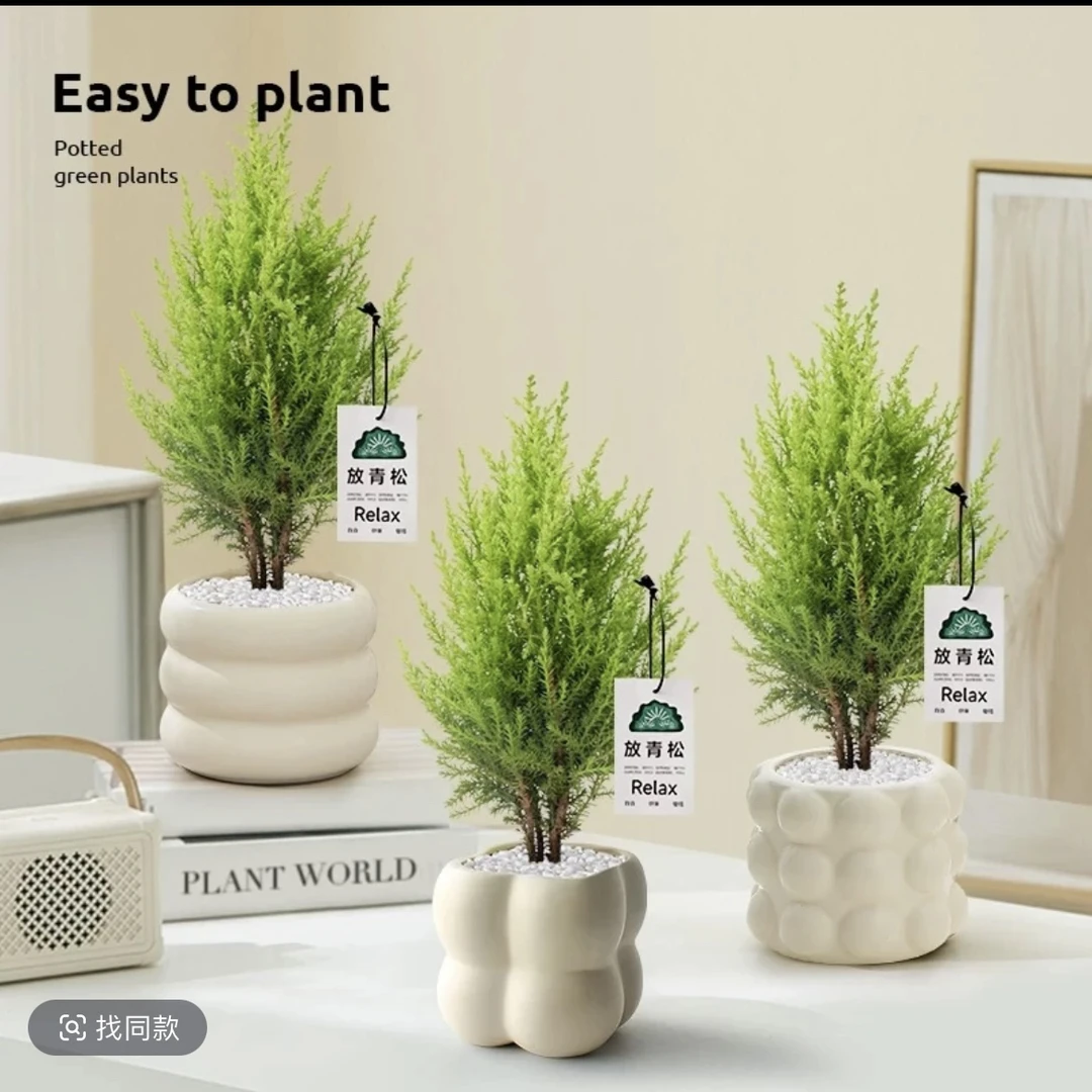 小香松绿植桌面防辐射盆栽净化空气植物四季常青花卉圣诞树北欧风