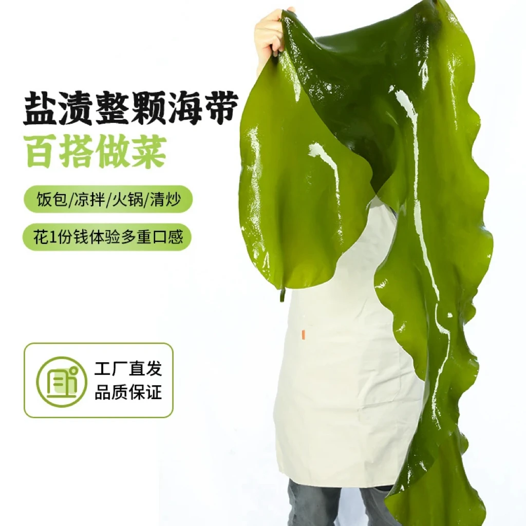 【抢5斤霞浦海带火锅凉拌菜】整颗海带新鲜盐渍海带工厂直销批发