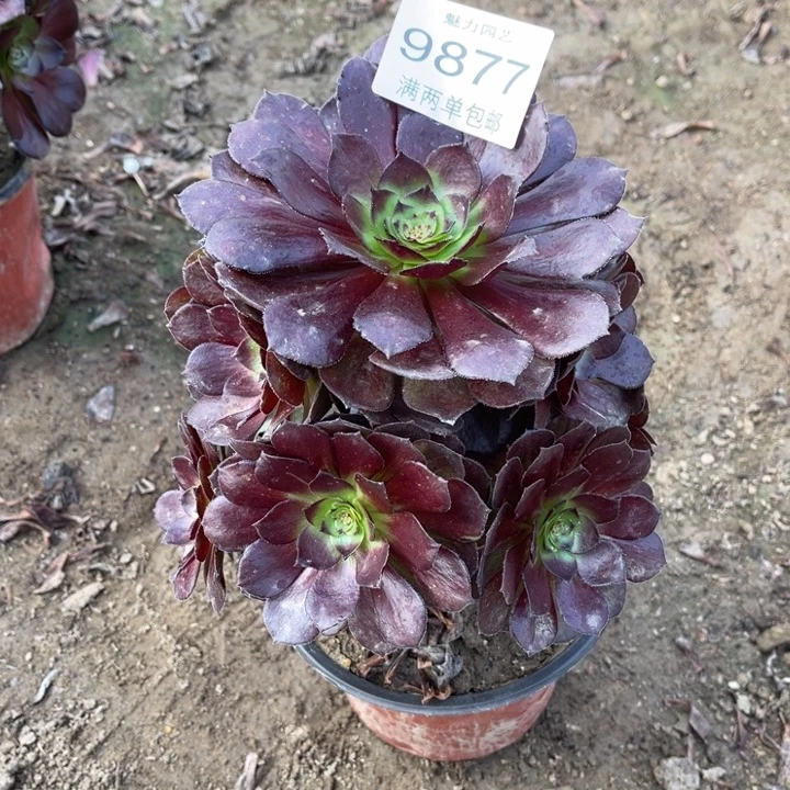 9877黑美人的人多肉的