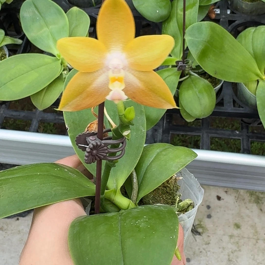 当前无花栽培后可以开花l1220 瑕疵2.5n6505