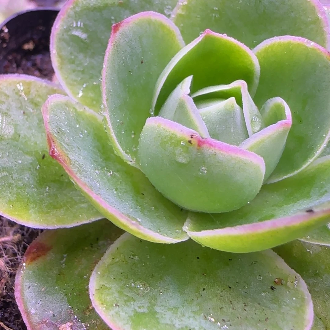 5厘米荷花玫瑰124346868686