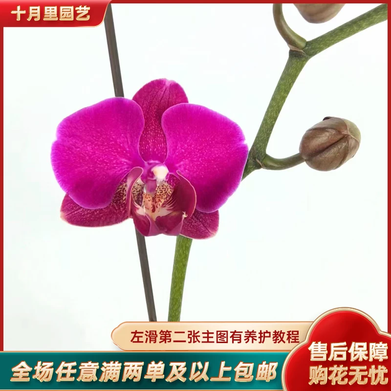 十月里园艺【红豆杉】全花发货 蝴蝶兰基地直发