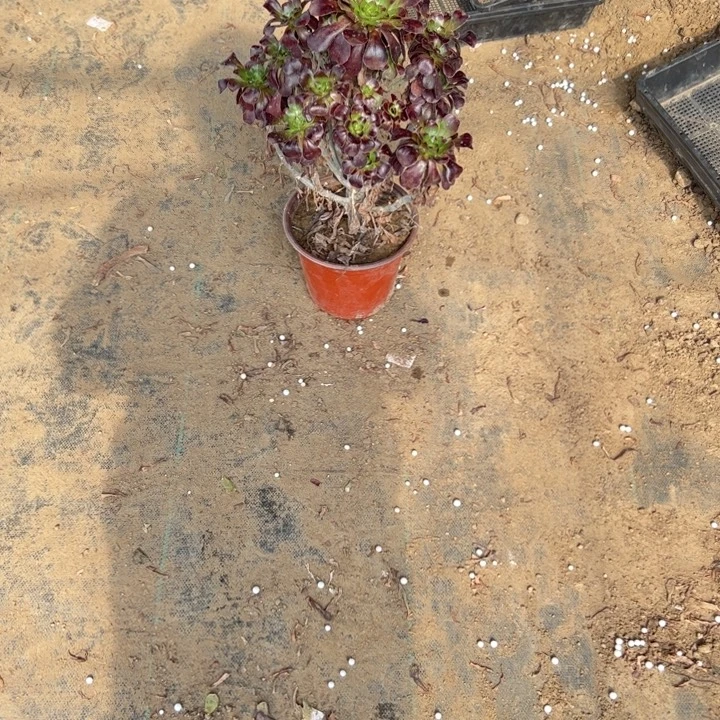 不包侧枝法师链接16