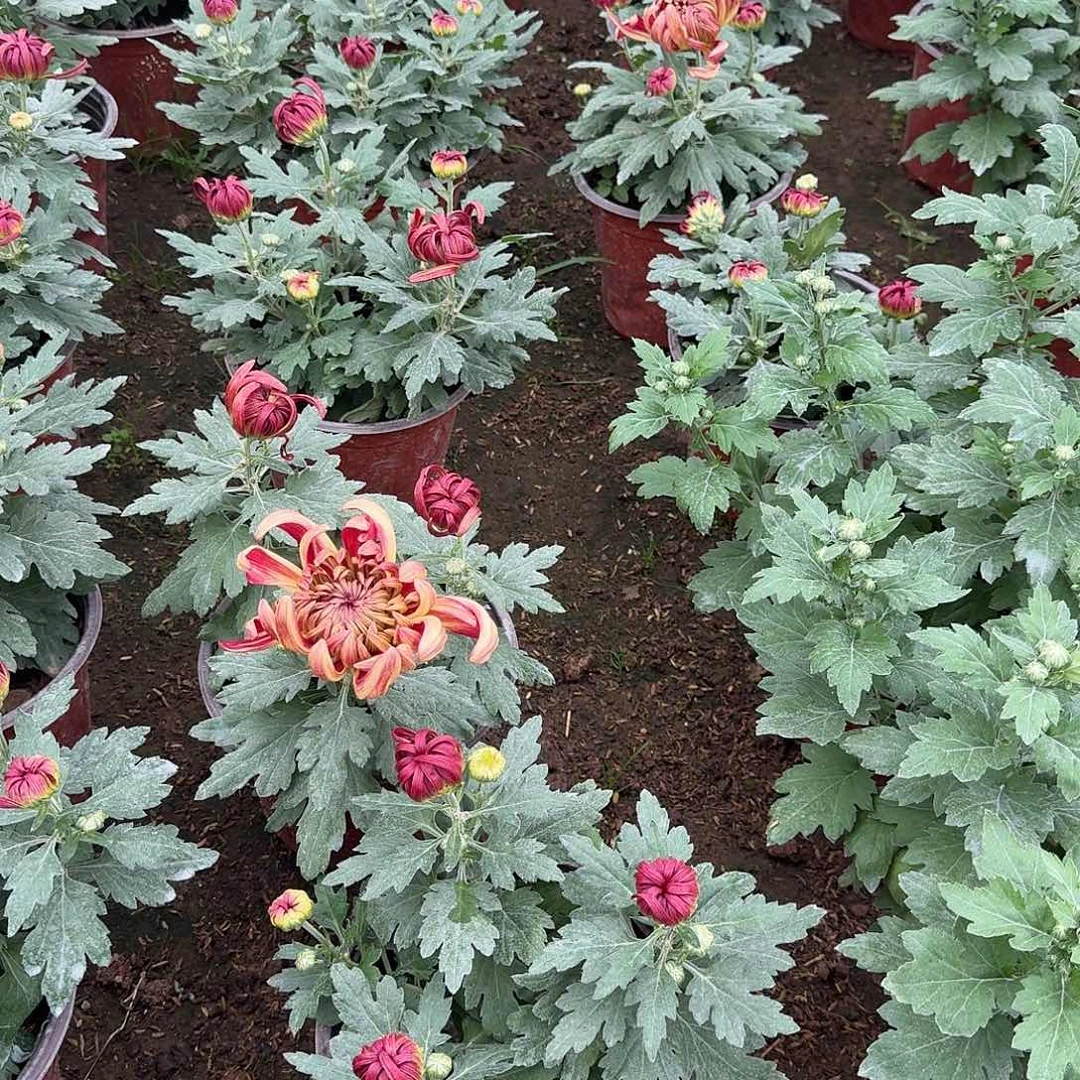 大部分花苞少量开放大社