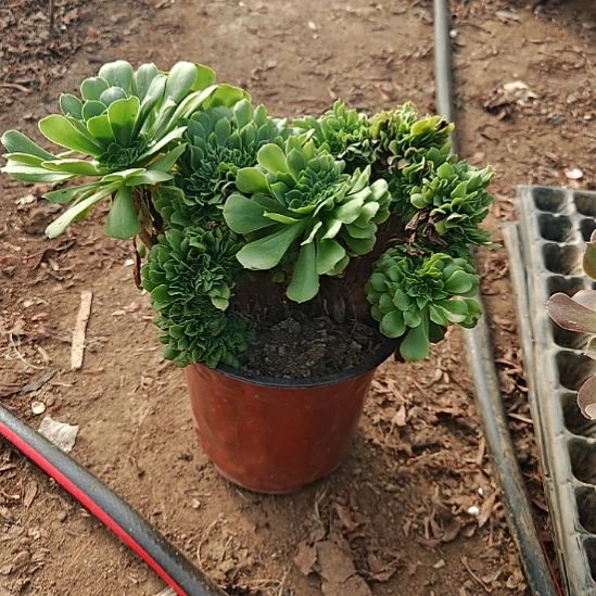 绿羊绒缀加急法师23