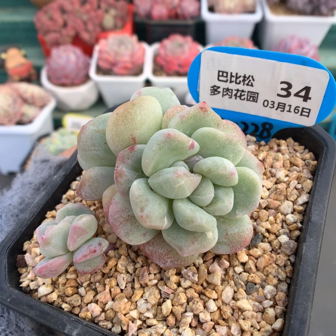 34四头冰玉石化多肉植物