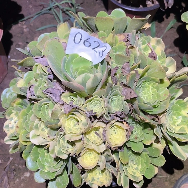 多肉植物法师623五彩琉璃