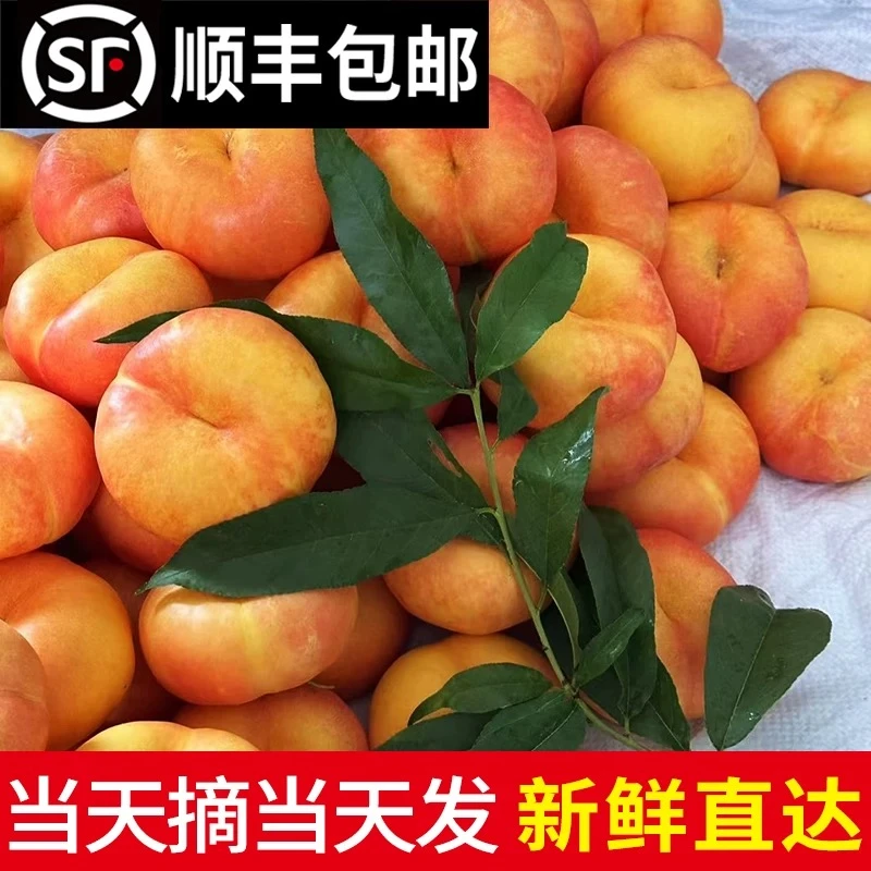 【9枚以内装果大一些】山东蒙阴彩虹蟠桃品种油7蒙阴蜜桃净重4.5斤