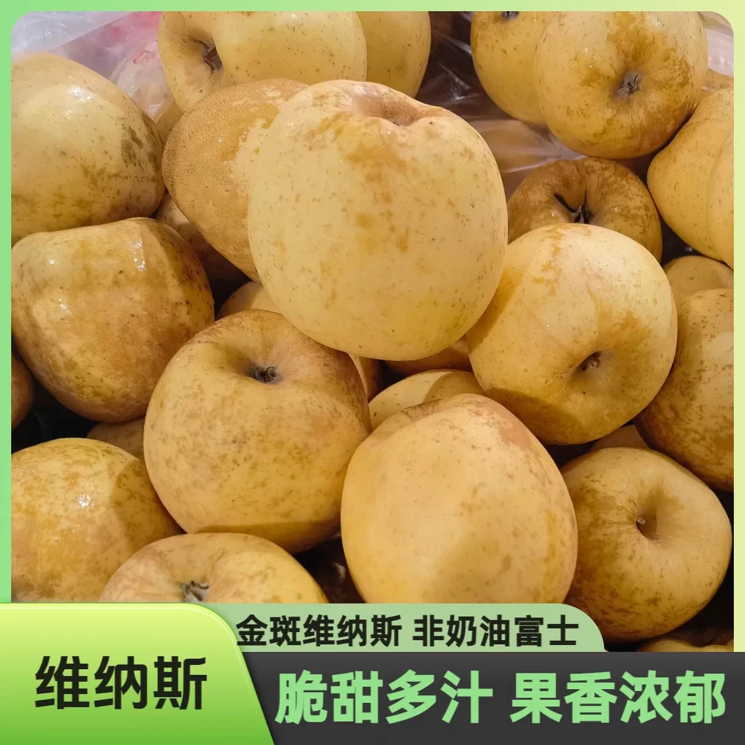 【顺丰包邮】烟台正宗黄金维纳斯苹果香蕉与奶油混合香气令人着迷