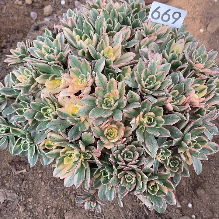 669甜茶多肉植物的