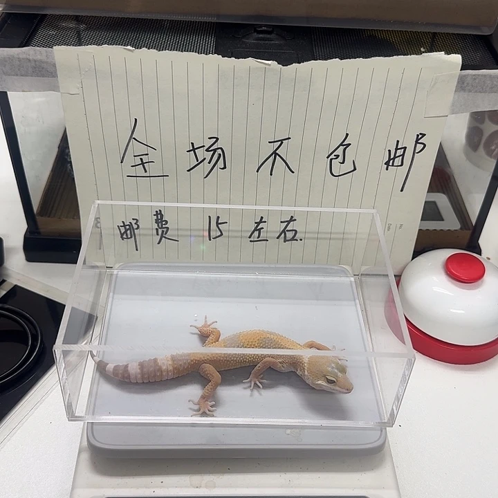 豹纹守宫05！出你想你