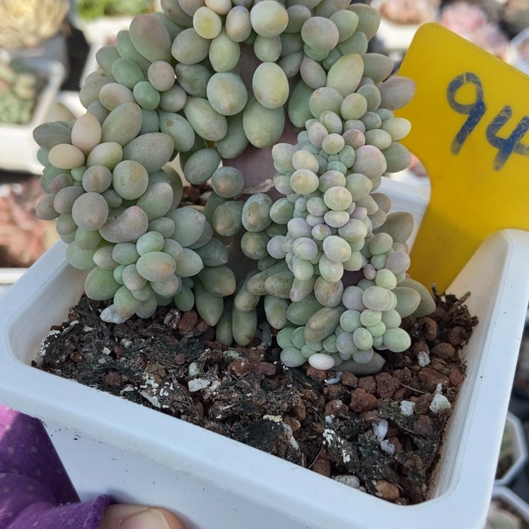 946汤圆缀多肉植物多肉