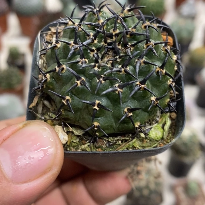 实生黑刺凤头特价福利