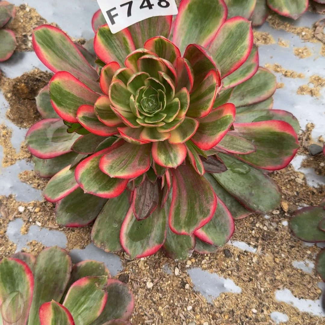 748克拉恋人。多肉植物