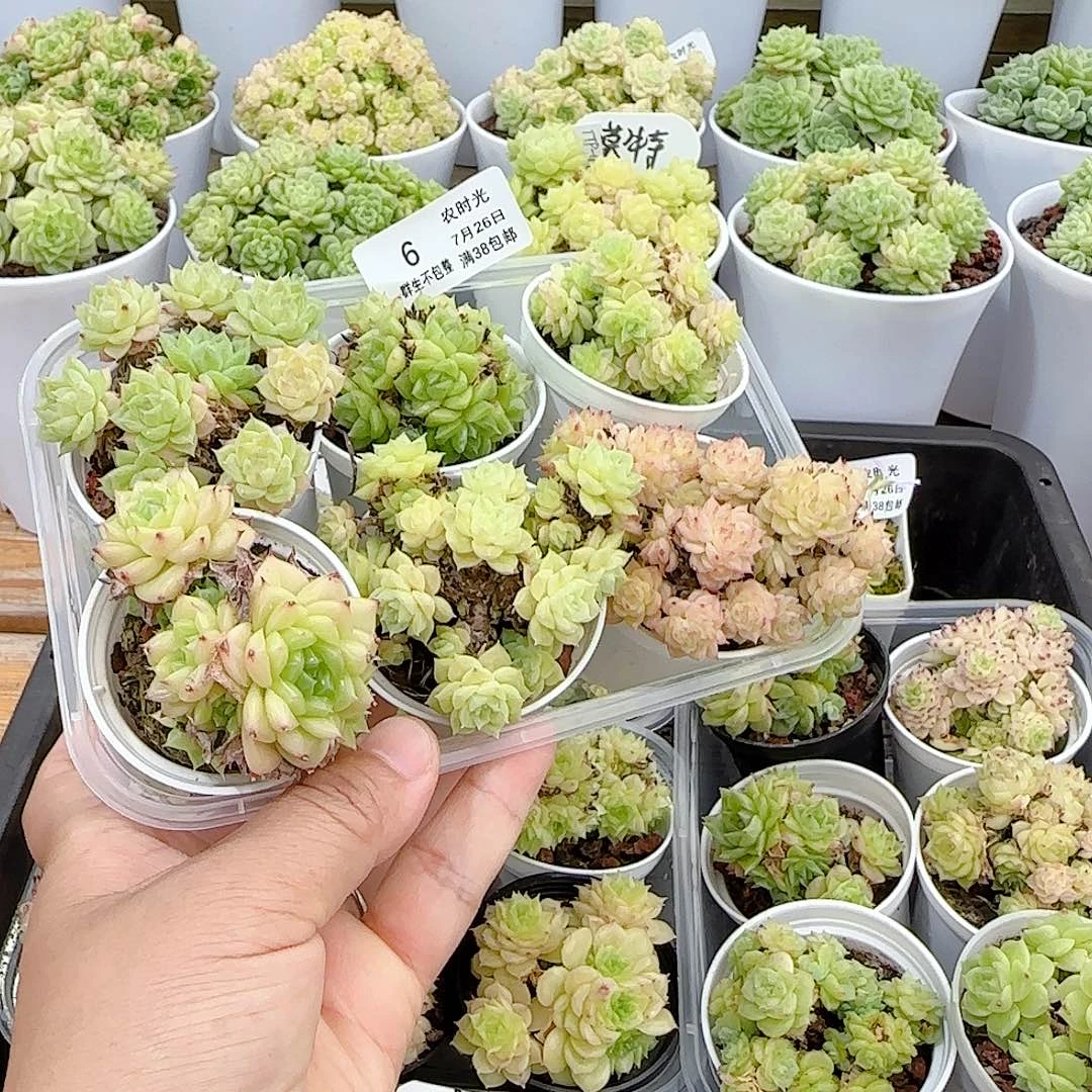 【闪购商品】0726-6福利（不包整）