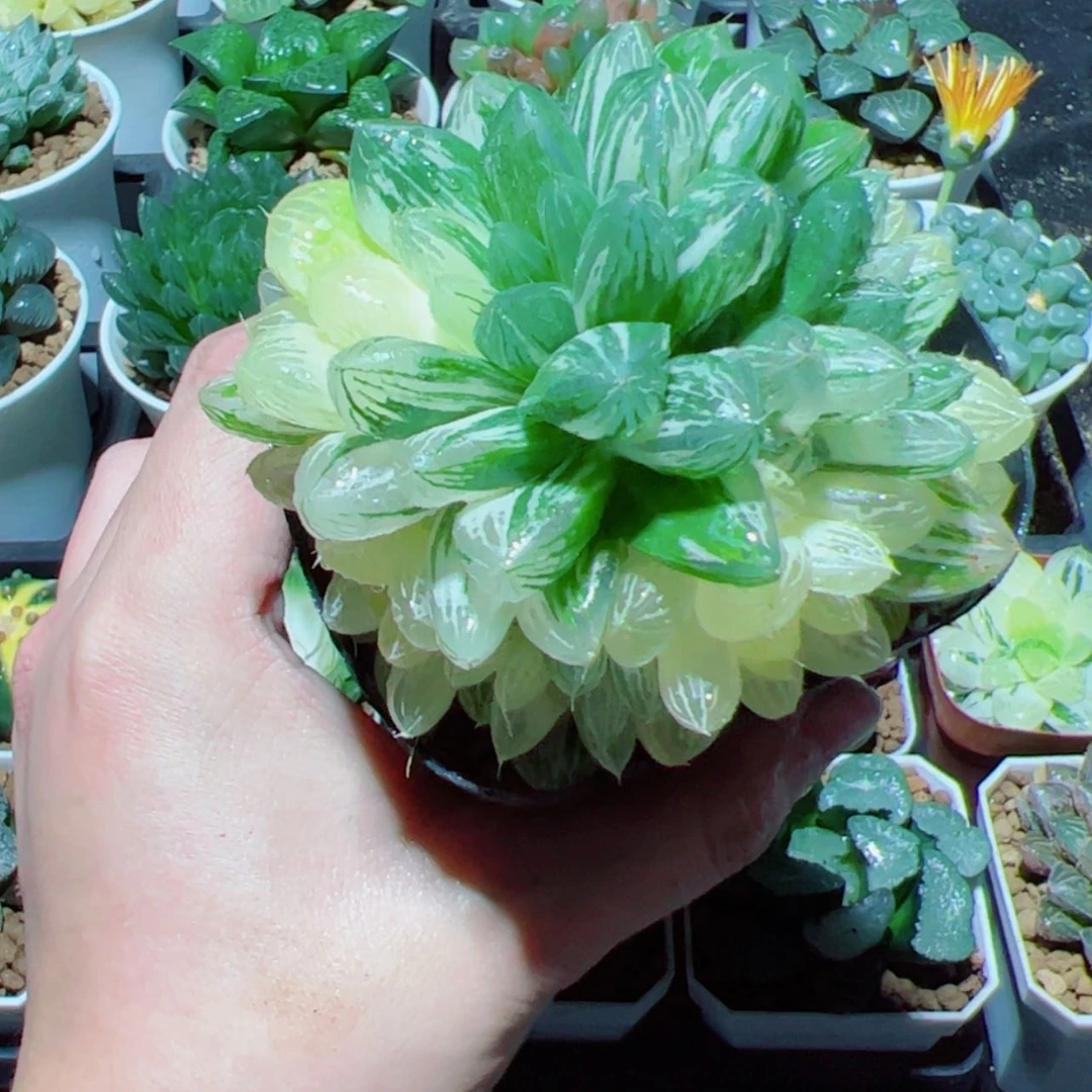 【闪购商品】群生苏州玉露锦