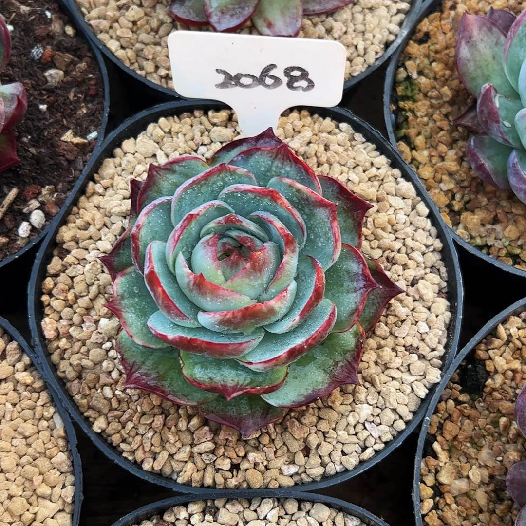 程***程惊鸿仙子一物一拍2068号