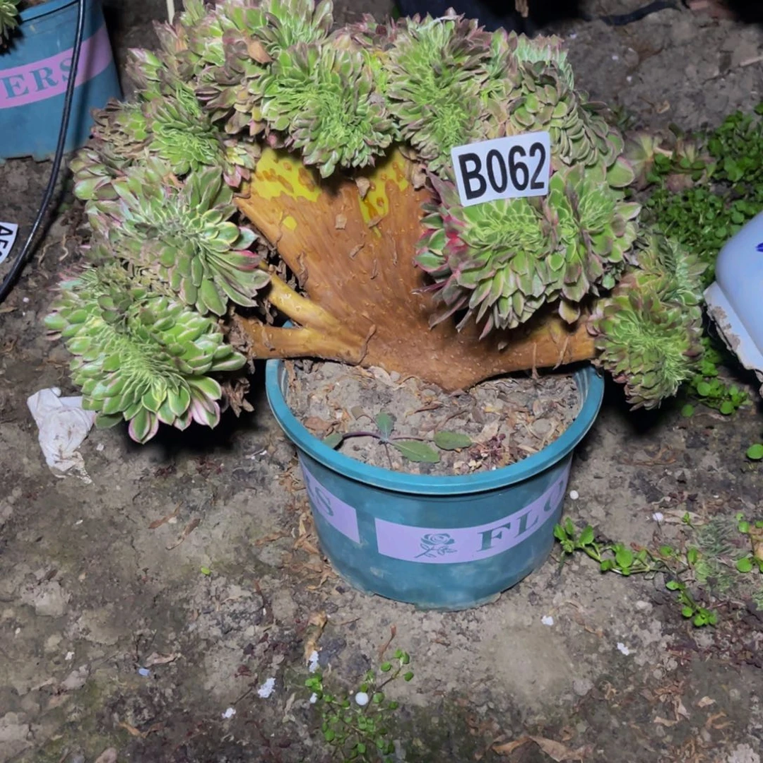 海王法师16/////9包邮