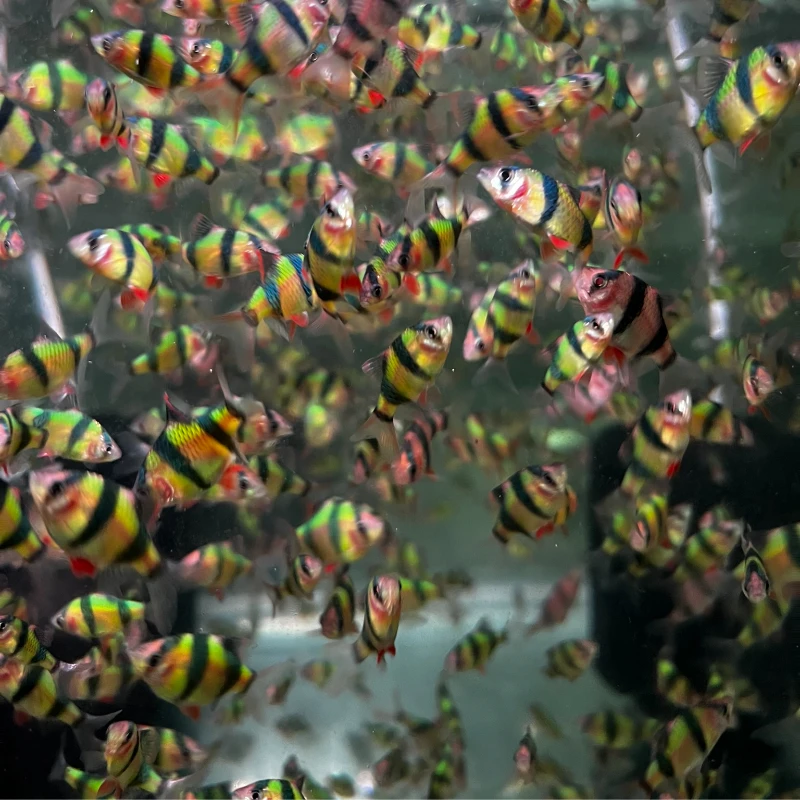 虎皮鱼翡翠虎皮荧光观赏鱼群游鱼热带观赏鱼小型新手好养活包邮