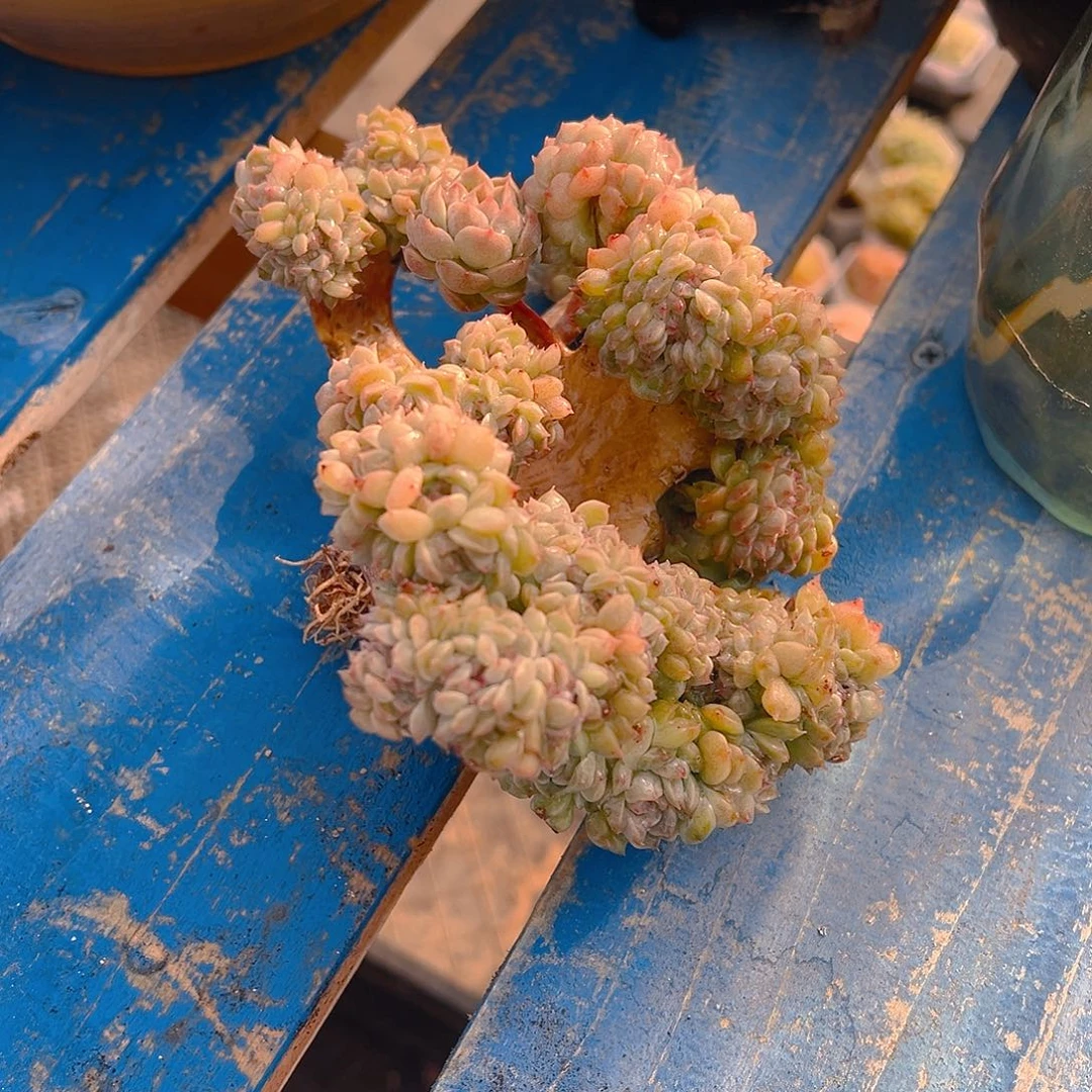 心**飞秘镜琥珀，多肉植物