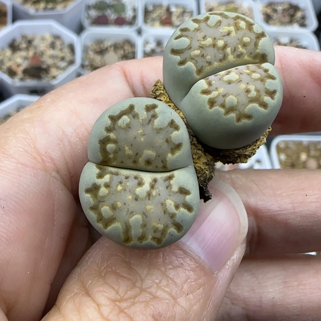 152双头饼干清框福利30包邮