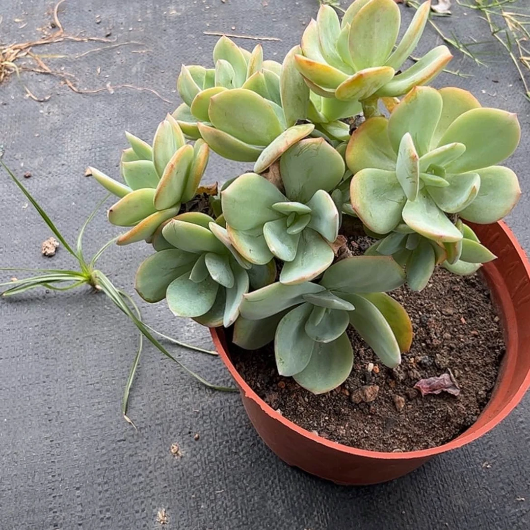 【闪购商品】无花朵银*