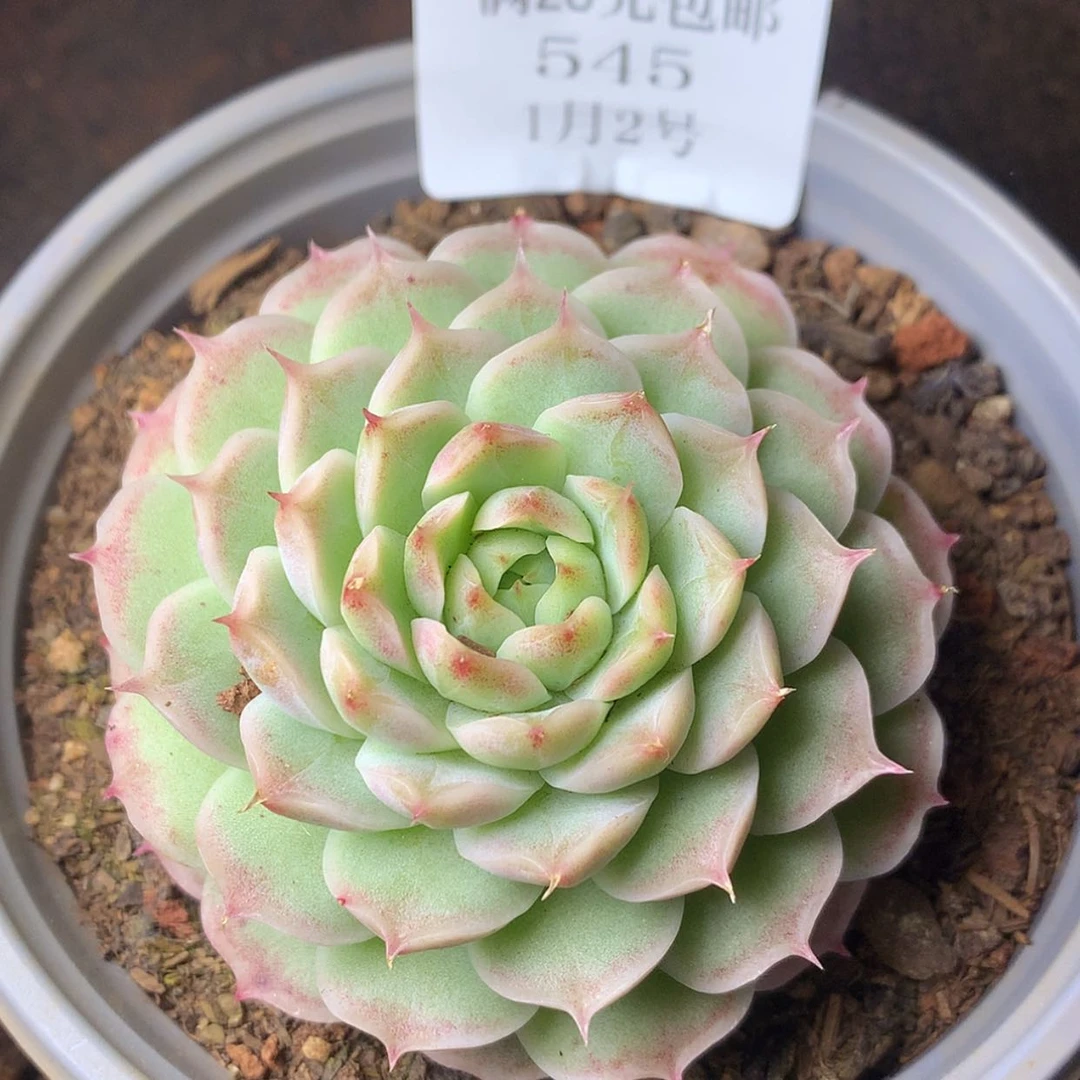 【闪购商品】云545号