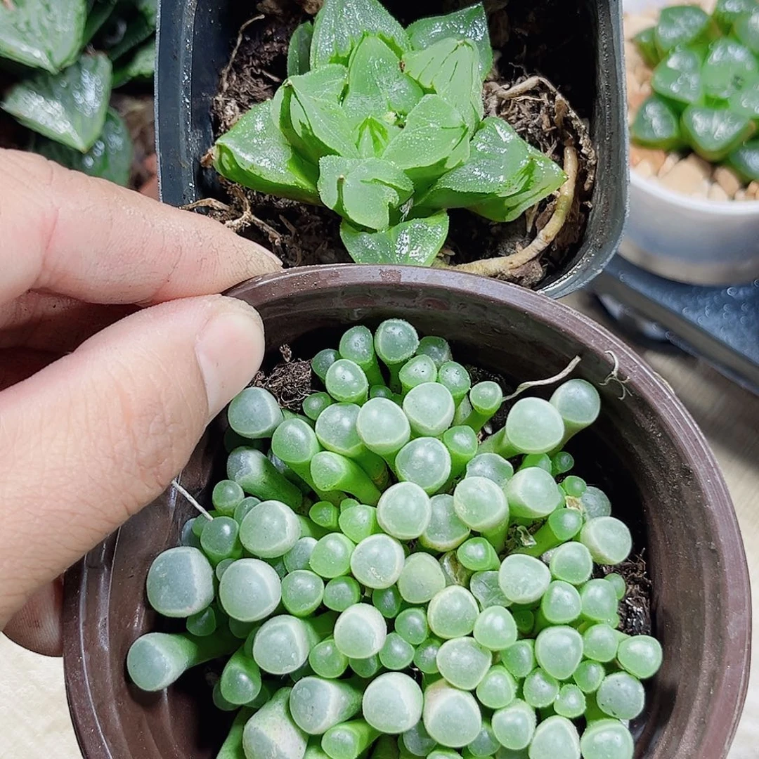 五十铃玉特价冰城