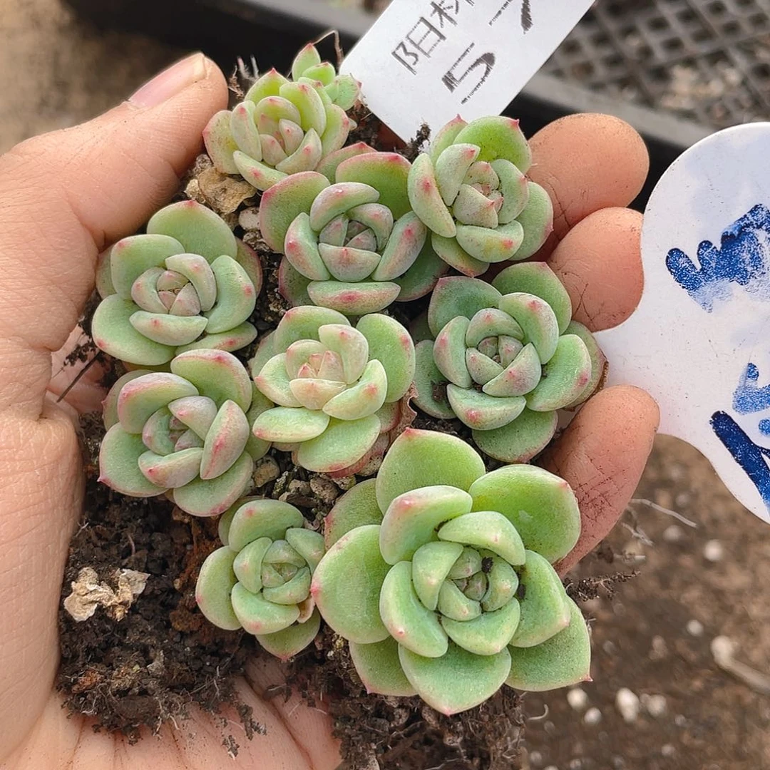 量拍多肉植物多肉植物576