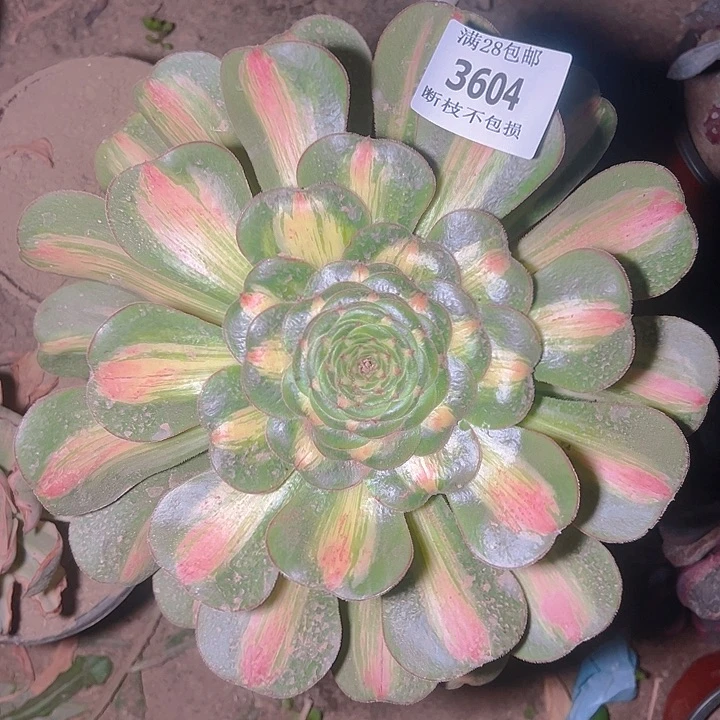 无花朵奔***士3604暴君多肉植物