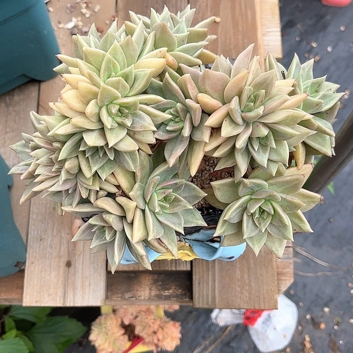寄养多肉植物一物一拍