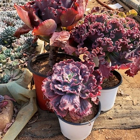 沈*端4号包菜系列3棵