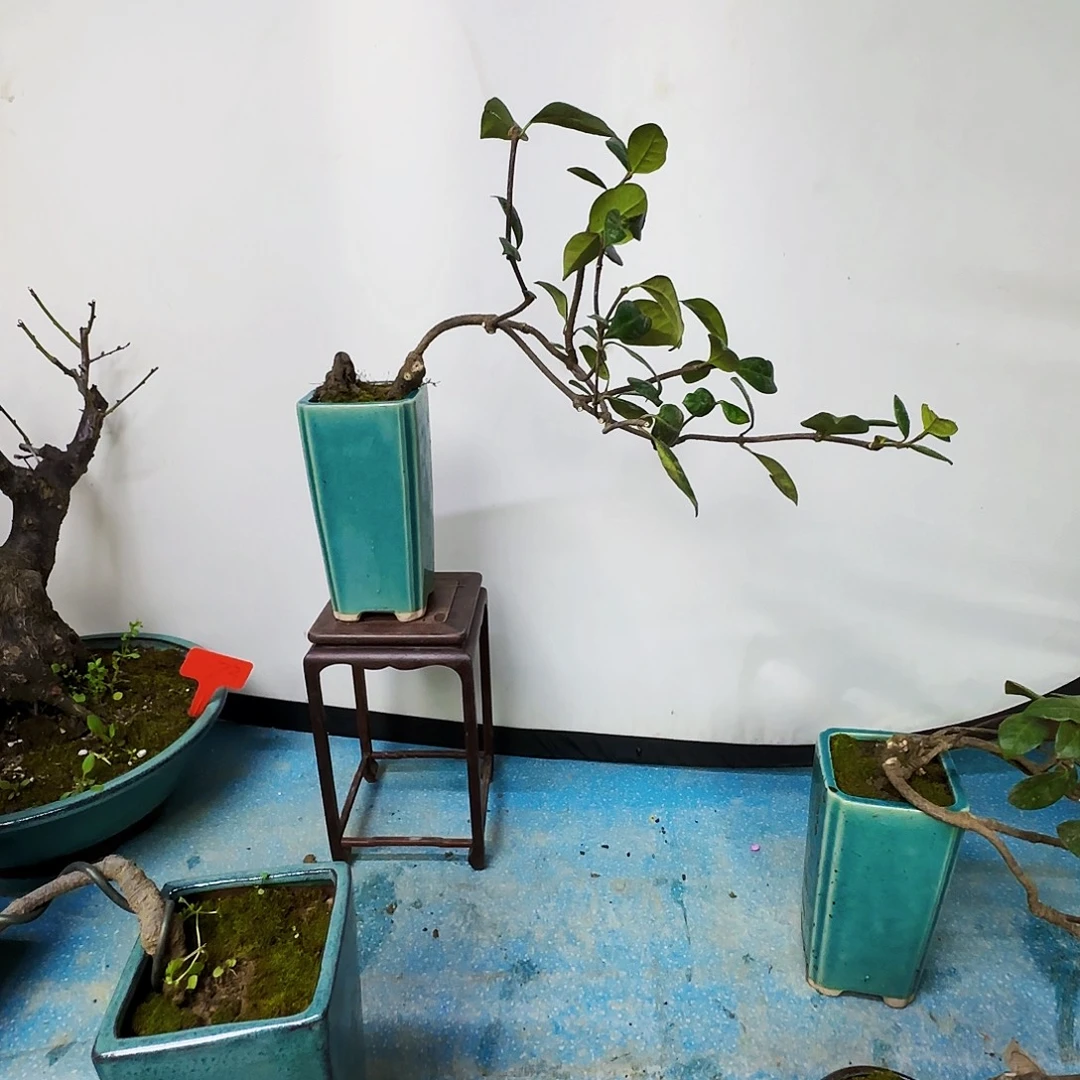 闲***鹤无花朵地方干活就那么乐乐