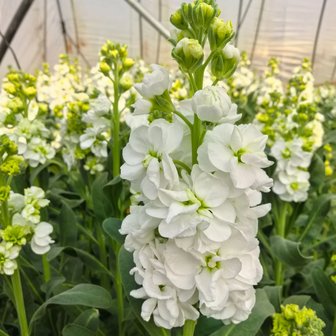 【两单以上包邮】紫罗兰10支装   云南基地直发