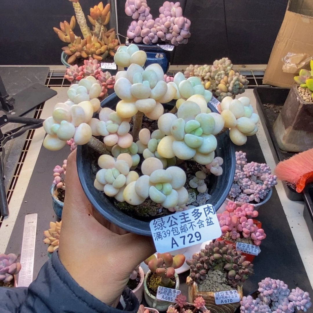 729白奶糖多肉8cm