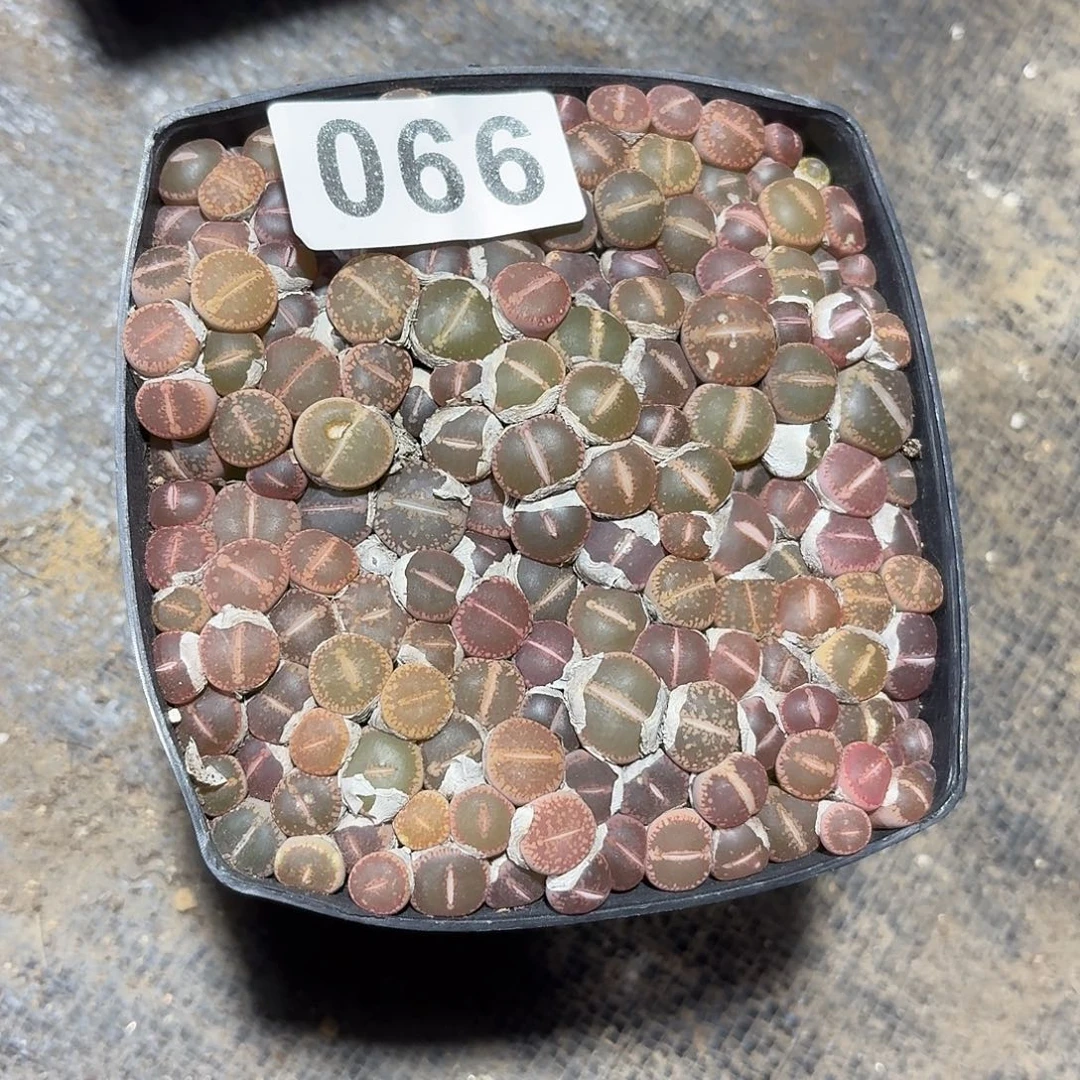 蜜***～生石花一物一拍066