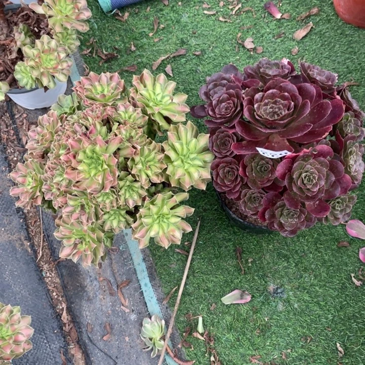 622号两颗法师组合