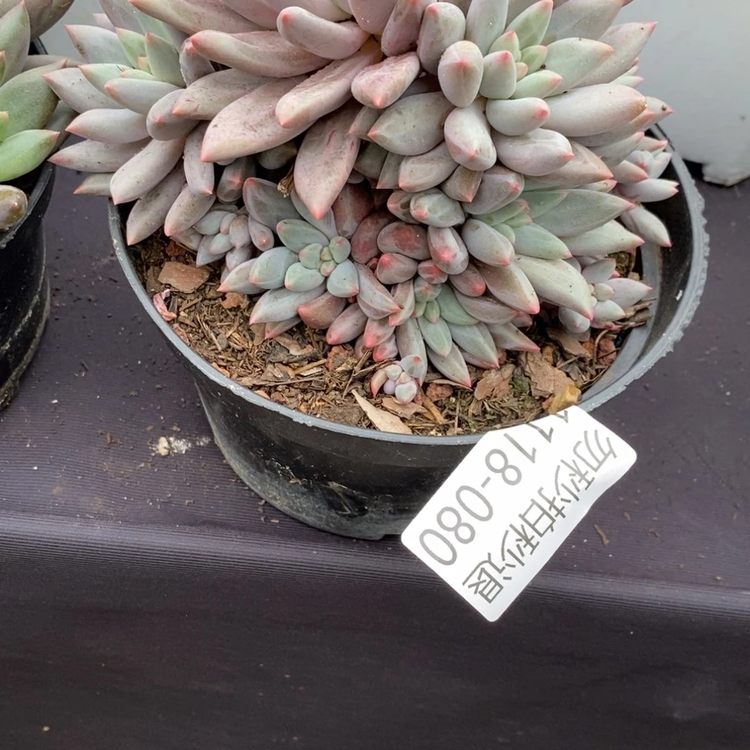 两单包邮1118-80红蜻蜓