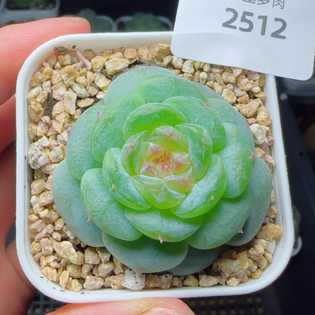 孤品，2512多肉植物