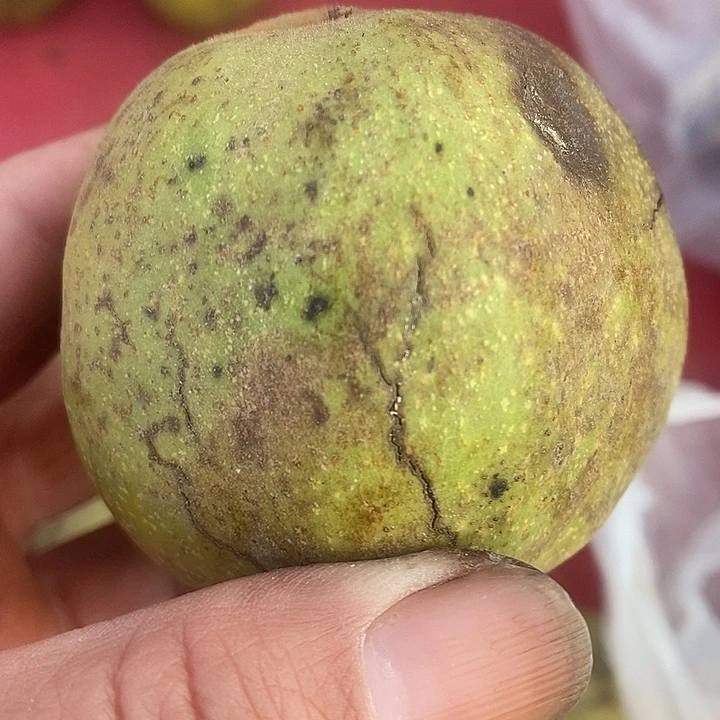 文玩核桃青皮核桃