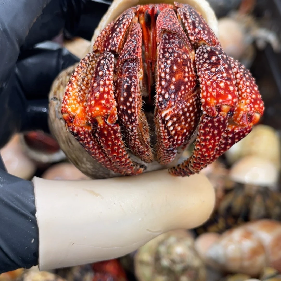 不退不换活体宠物10