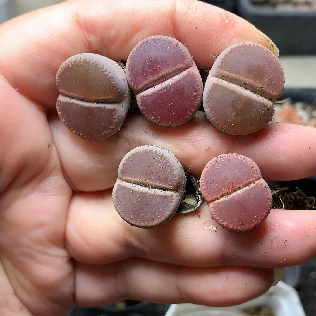 D497多肉植物保护